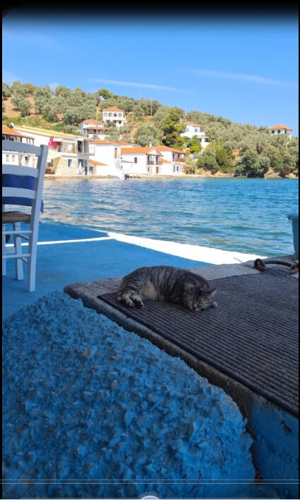 Sleepy Greek Cat
