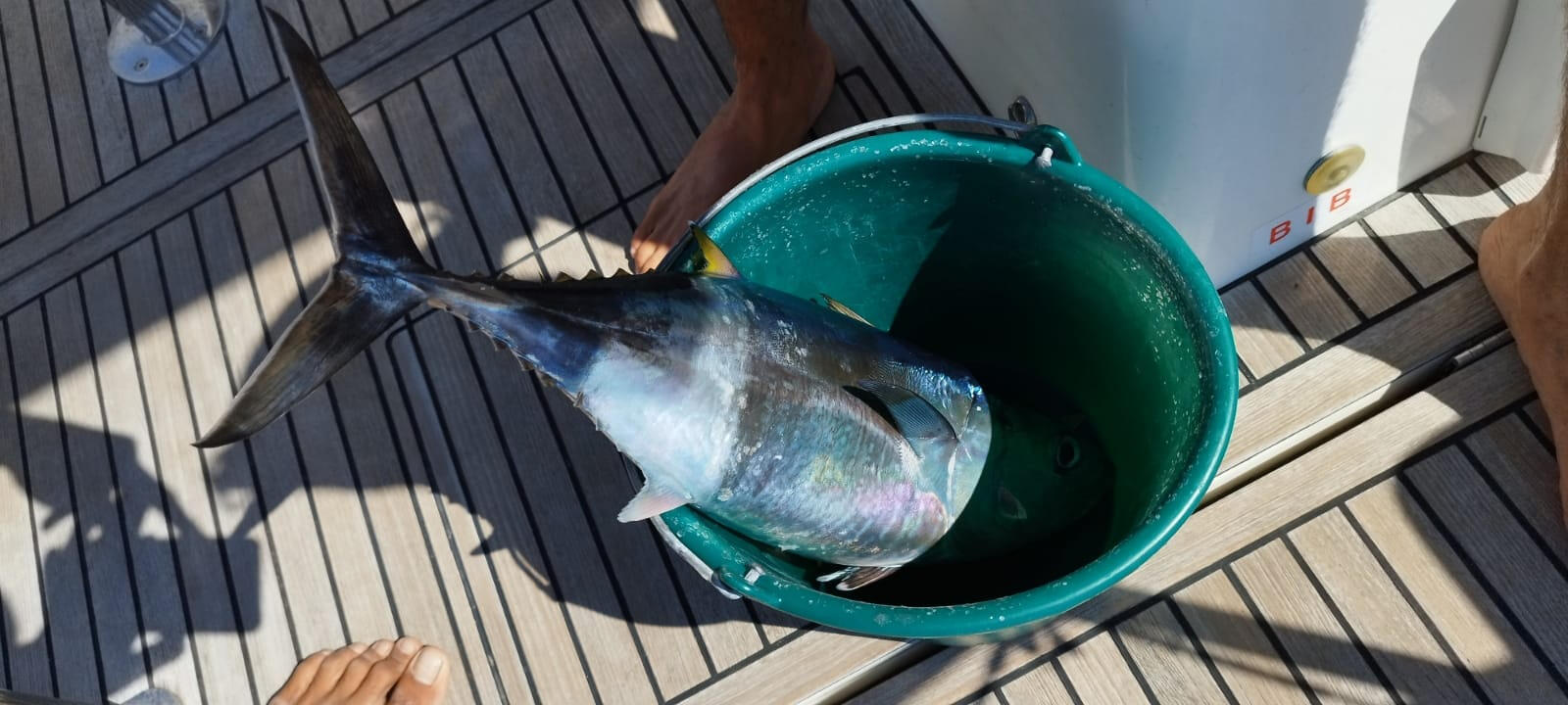Bonito.