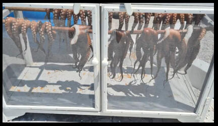 Navegantes por el Mediterraneo